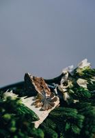 Bayan Altın Yaprak Detaylı Küpe