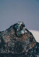 Bayan Altın İnci Detaylı Küpe