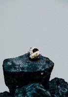 Bayan Altın İnci Detaylı Küpe