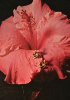 Bayan Altın Çiçek Detaylı Küpe